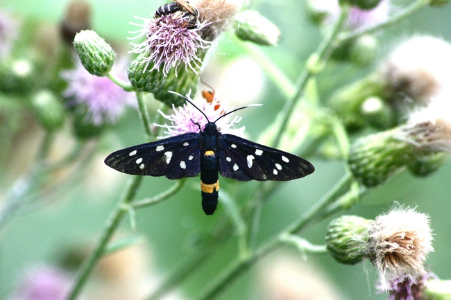 Tutte Amata phegea???